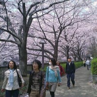 目黒川と桜