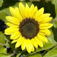 「夏の花？」／大船フラワーセンター