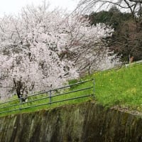 今治市菊間町で枝垂桜が見頃になっていました
