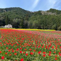 愛媛　フラワーパークおおずのチューリップと菜の花