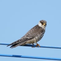 秋の　アカアシチョウゲンボウ