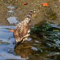 一期一会・・・鳥撮りの記　６９５　オオタカ