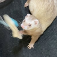 本日の癒しをお届け☆彡