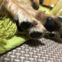 【まだまだ幼犬】