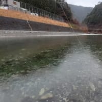 綺麗なアマゴ　　2021年3月19日　天川釣行