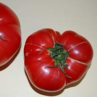 tomato