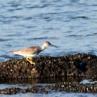 07/30探鳥記録写真：遠賀川河口の鳥たち（キアシシギ三昧、）