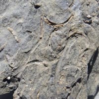 バレミアン期の化石