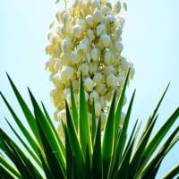 ボタンクサギ、エゾミソハギ、ニオイシュロラン、モナルダ（板橋区立赤塚植物園 2025.6.28 撮影）