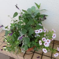 6／16 寄せ植え鉢-L、N　シロタエギクの花、ビオラ他