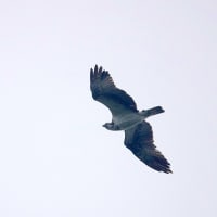 07/15思い出の旅日記　五島：大瀬崎への鳥見行-4(マミジロ、エゾビタキ、ヤマガラ、ミサゴ、）