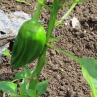 田舎へ　６月　③