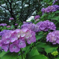 多摩川台公園あじさい園　　色々のあじさいが一面に咲いています　　　2