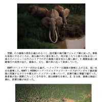 7月10日 Sheldrick Wildlife Trustからの現地報告