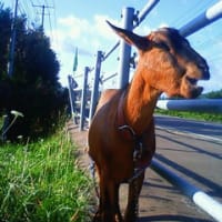 ラストディ