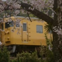 山陽本線115系N編成　桜の幹に咲く　2024-04-07