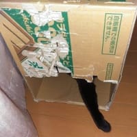 みんなそうなのかしら・・・・・・