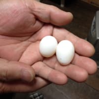 シロハラインコ２個目産卵