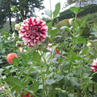 ダリア園　町田