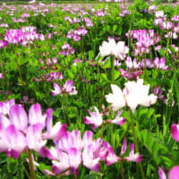 春は、まだまだ続く。