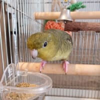 おかえりマルちゃん