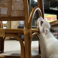 ついに