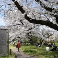 小石川植物園　桜の下でさくら見物の人たち　　　　26