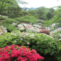 日曜朝のグリーンエクササイズ：千秋公園は白のツツジが優勢でした。
