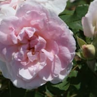 薔薇の咲く夏の日6-2