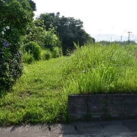 暑さにグッタリ　草刈は半分だけ　2025/06/30（鹿児島）