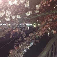 今年の桜と近況