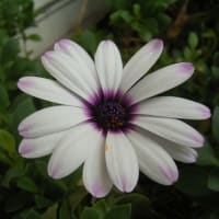 オステオスペルマム 私たち日本の花園を守る花の駐留軍オステオスペルマム隊