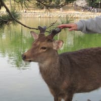 松葉を食べるシカ