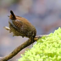 １年ぶりのミソサザイ