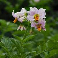 （続）今年，ジャガイモの花と実