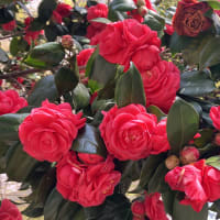 椿の花がクリスマスツリーのよう✨