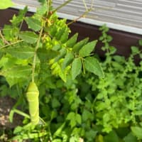 梅仕事おしまい　と　腹ペコ青虫