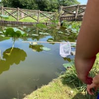 ザリガニ釣りの暑い1日🦞