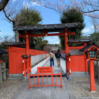 車折神社の河津桜