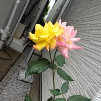 1本の枝から２色のバラ