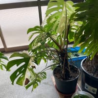 暑いからインドアで過ごしたい