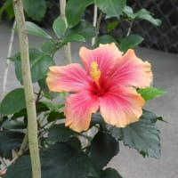 新宿御苑 温室の花