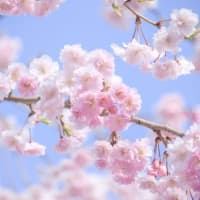 桜の開花は遅れても、姥桜は満開