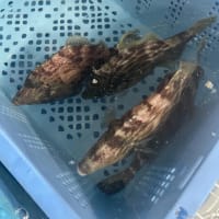 海産物直売のお知らせ
