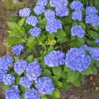 第１７９回　６月１５日の会