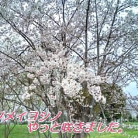 　「ソメイヨシノ」も咲きました。