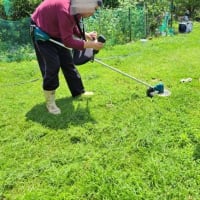 庭のお花を見て回ったよ・Mお兄ちゃんが草刈り　お父さんの治療記録　２５．６/２０