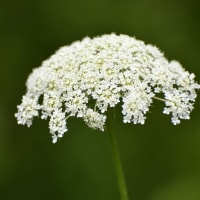 白い小さな花のあつまりの傘。