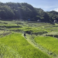 ◆  よこね草刈り3回目