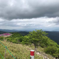 茶臼山高原の芝桜